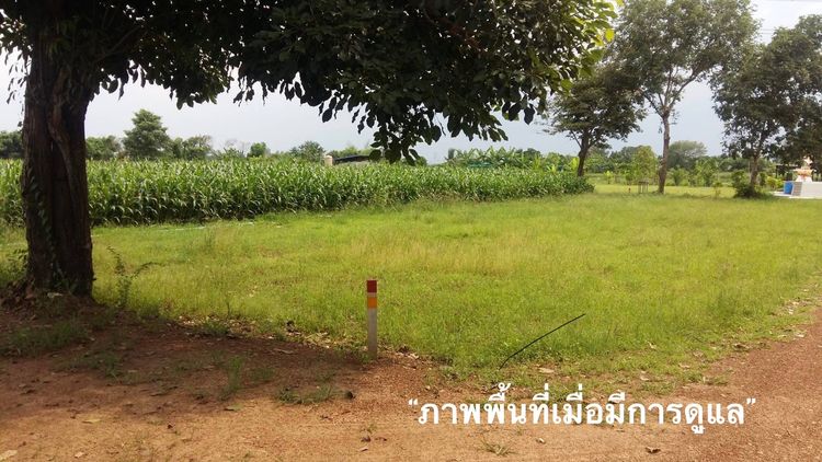 ที่ดินราคาถูกเมืองนครปฐม รูปที่ 3
