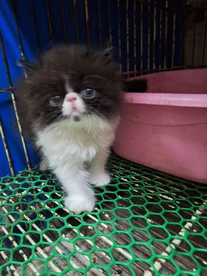 ลูกแมวเอ็กโซติก