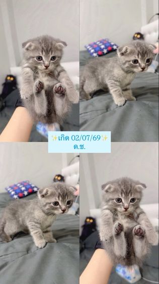 สก็อตติช