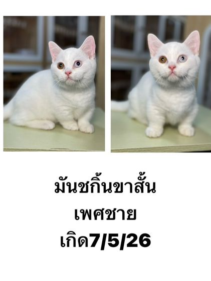 มันช์กิ้น (Munchkin) มันชกิ้นขาสั้นพร้อมย้าย
