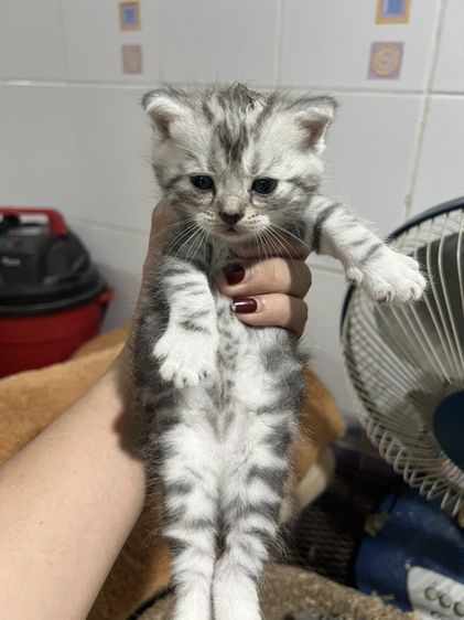 ต้องการขายลูกแมว อเมริกันช๊อตแฮร์ รูปที่ 3