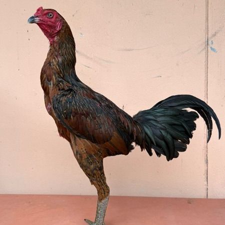 ไก่ชน รูปที่ 15
