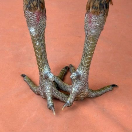 ไก่ชน รูปที่ 4