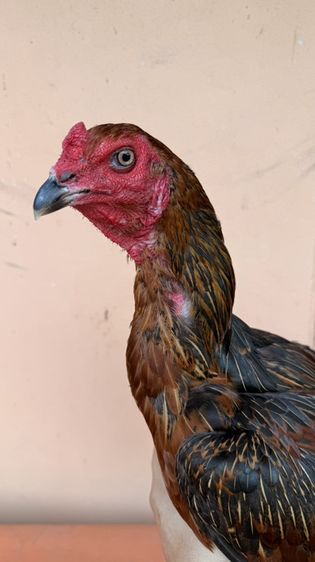 ไก่ชน รูปที่ 6