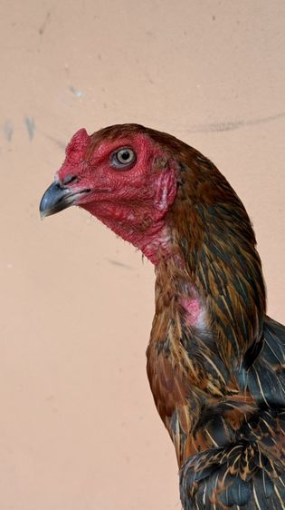ไก่ชน รูปที่ 14