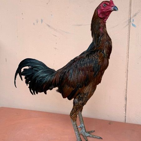ไก่ชน