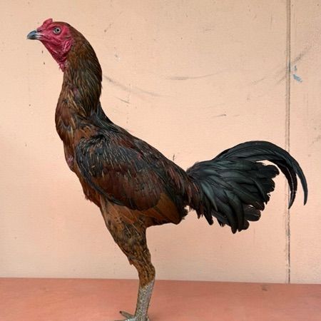ไก่ชน รูปที่ 16