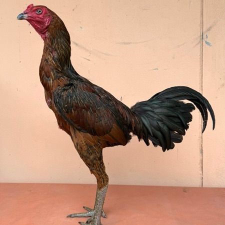 ไก่ชน รูปที่ 5