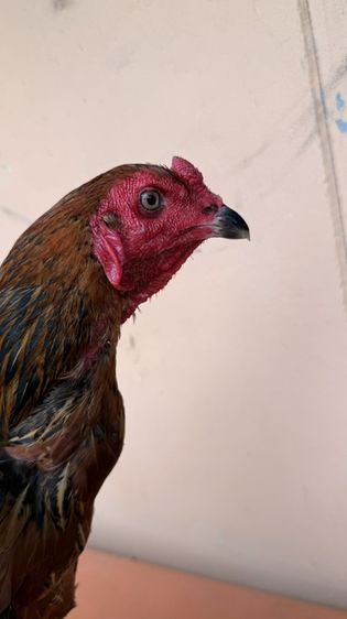 ไก่ชน รูปที่ 7