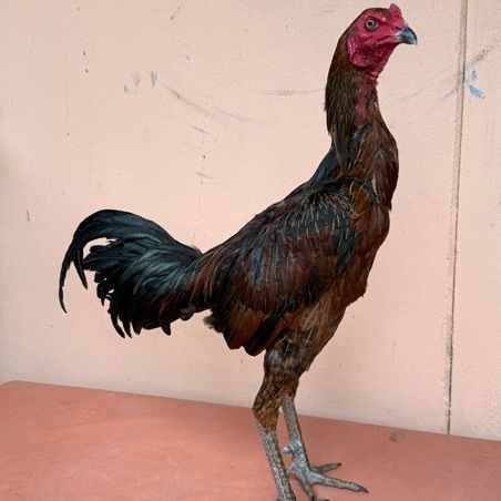 ไก่ชน รูปที่ 9