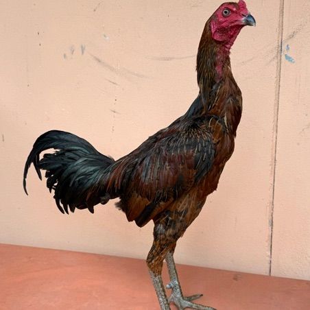 ไก่ชน รูปที่ 8