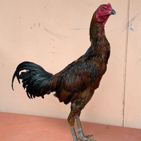 ไก่ชน รูปที่ 13