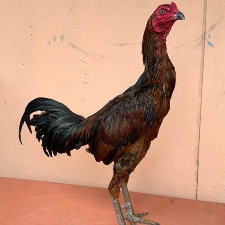 ไก่ชน รูปที่ 2