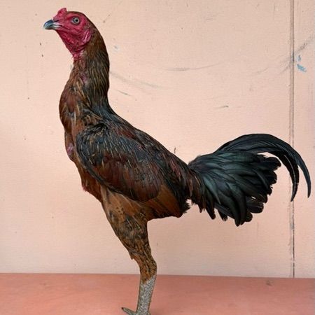 ไก่ชน รูปที่ 12