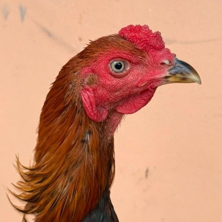 ไก่ชน รูปที่ 5