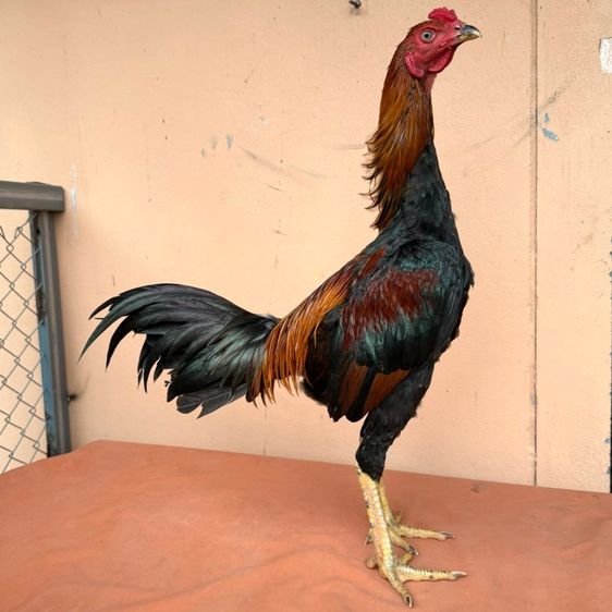 ไก่ชน รูปที่ 6