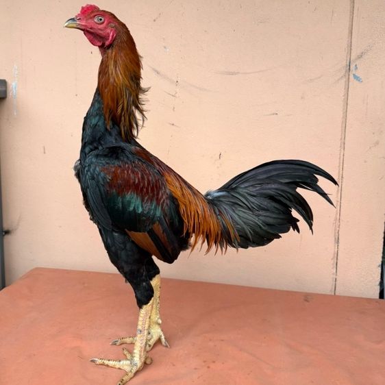 ไก่ชน รูปที่ 2