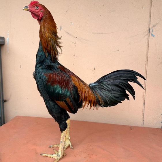 ไก่ชน