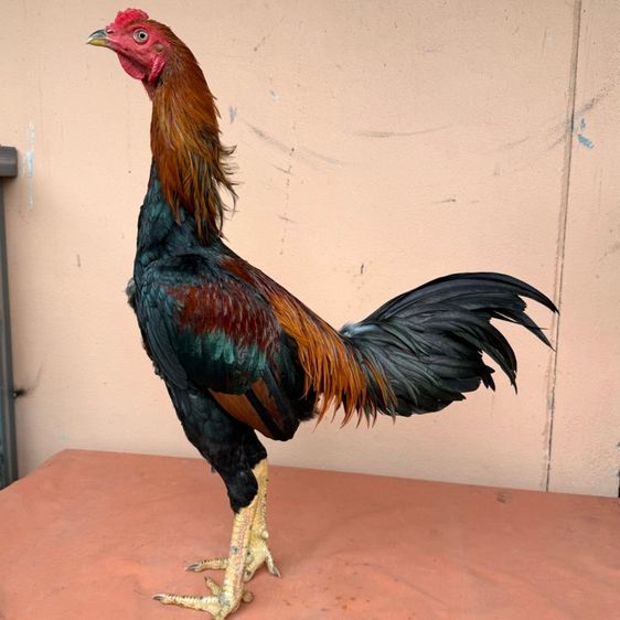 ไก่ชน รูปที่ 9