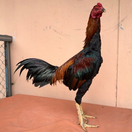 ไก่ชน รูปที่ 7