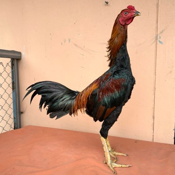 ไก่ชน รูปที่ 8