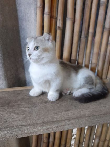 น้องมัชกิ้นขาใหญ่ขาสั้นมากๆหูพับเพศเมียหาบ้านงับ