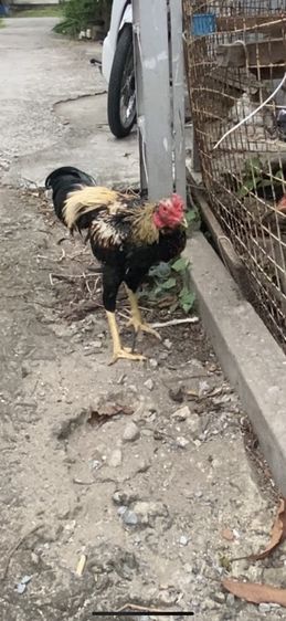 ขายไก่พม่า รูปที่ 2