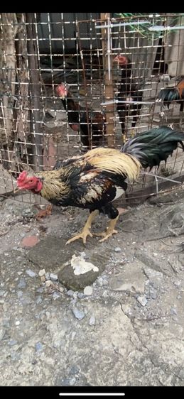 ขายไก่พม่า รูปที่ 4