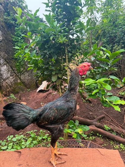 ไก่ชน รูปที่ 2