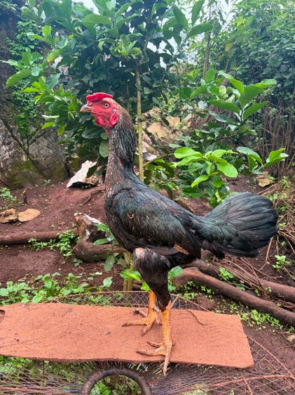ไก่ชน