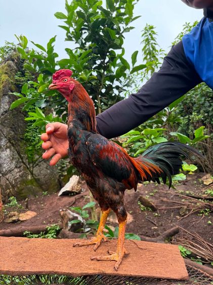 ไก่ชน