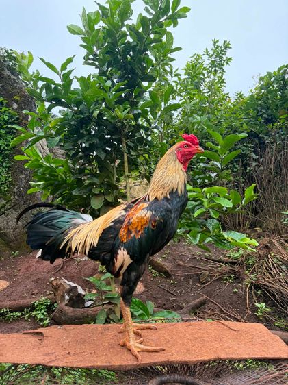 ไก่ชน