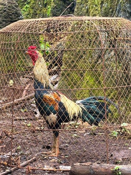 ไก่ชน รูปที่ 3