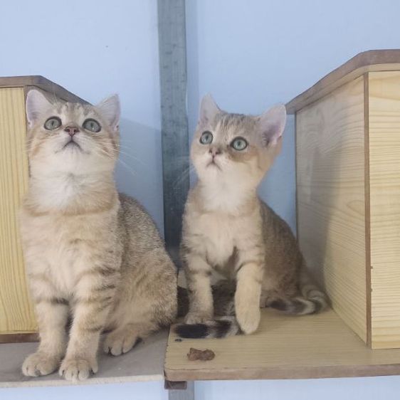 สก็อตติช โฟลด์ (Scottish Fold) บริติชผสมสก๊อตติส2เดือนตาเขียว