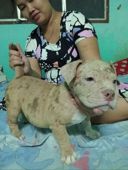 ลูกสุนัขพันธุ์อเมริกันบูลลี่อายุ 3 เดือนมีใบรับรองสายพันธุ์