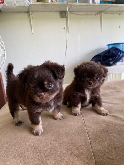 ชิวาวา รูปที่ 3