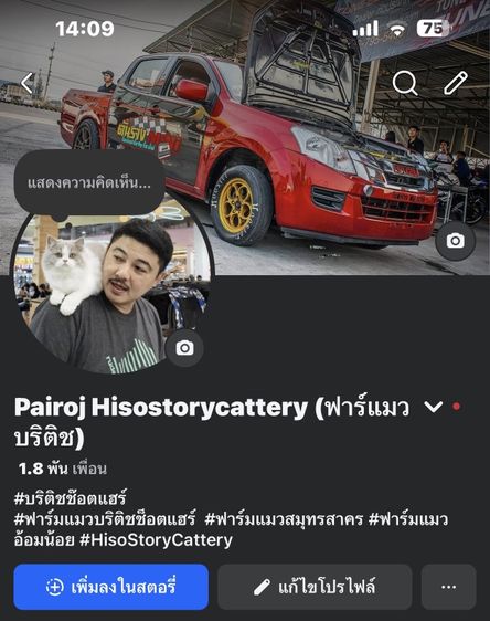แมวบริติช รูปที่ 5