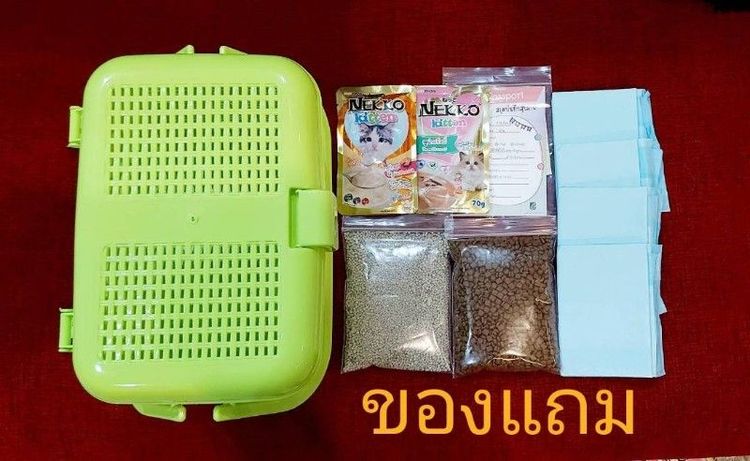 ❤️ขายสก๊อตติช โฟลด์ พันธ์แท้ 100% รูปที่ 11