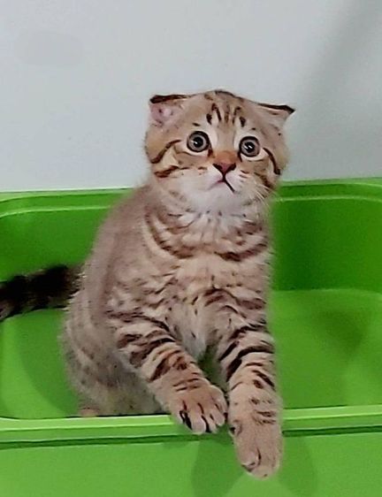 สก็อตติช โฟลด์ (Scottish Fold) ❤️ขายสก๊อตติช โฟลด์ พันธ์แท้ 100%
