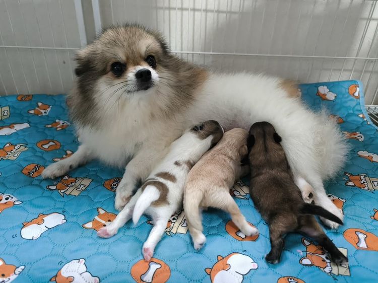 ปอมเมอเรเนียน (Pomeranian) เล็ก ปอมเมอเรเนียน