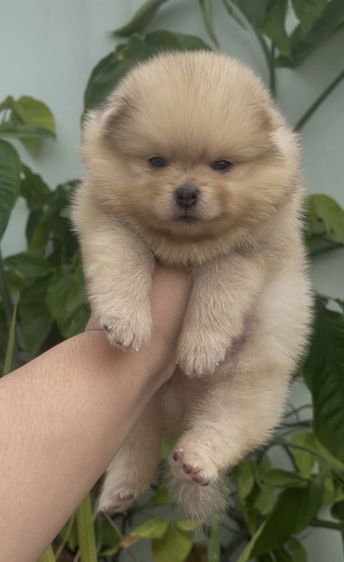 ปอมเมอเรเนียน (Pomeranian) เล็ก ปอมแท้