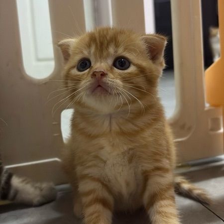 สก็อตติช โฟลด์ (Scottish Fold) แมว