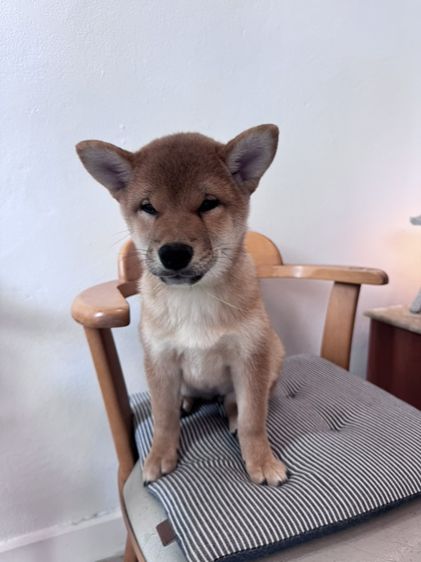ชิบะ (Shiba Inu) กลาง ชิบะ เพศ ญ 2 ตัว