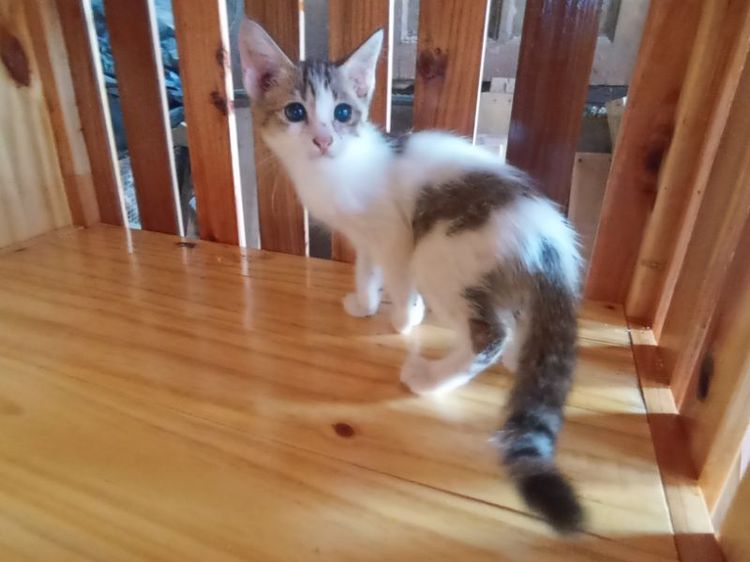 เมนคูน (Maine Coon) ลูกครึ่งเมนคูน/เปอร์เซีย/ไทย