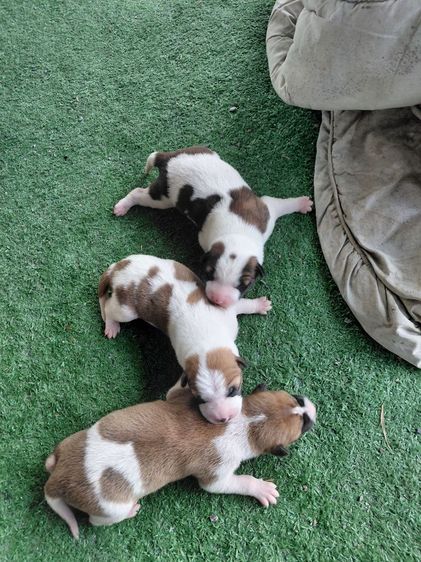 อาคิตะ (Akita Inu) ใหญ่ อคิตะผสมบางแก้ว