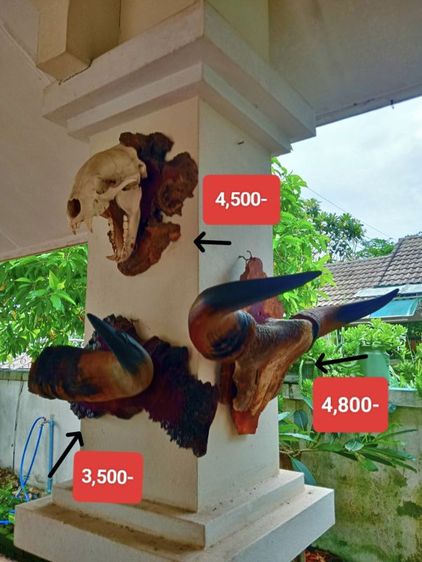แท้ขนาดใหญ่บนปุ่มไม้มะค่าสภาพเยี่ยม