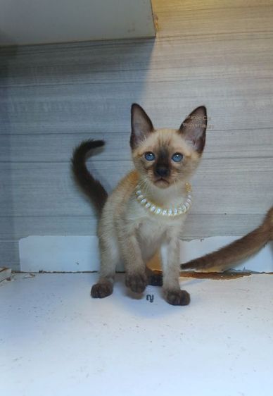 วิเชียรมาศ (Siamese Cat) แมววิเชียรมาศ เพศเมียคะวัคซีนแล้ว1เข็มก่อนย้ายตรวจหัดแมวฟรีรับประกันเอดส์แมวกับรูคีเมียคะ