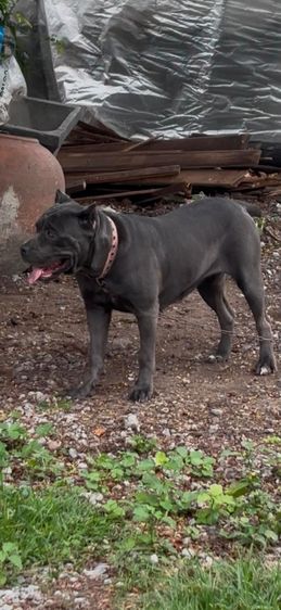 Cane Corso สาวสวย พร้อมย้ายบ้าน 🐶 รูปที่ 2