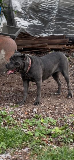 อื่นๆ กลาง Cane Corso สาวสวย พร้อมย้ายบ้าน 🐶