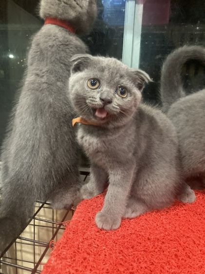 สก็อตติช โฟลด์ (Scottish Fold) ลูกแมวสก็อตติชโฟลด์ สีบลู หูพับ เด็กหญิง พร้อมย้าย